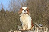 CAVALIER KING CHARLES 352